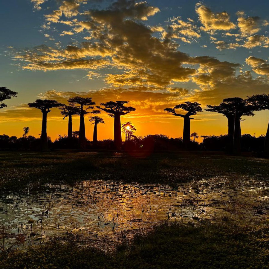 Couché du soleil sur l'allée de Boabad - Menabe