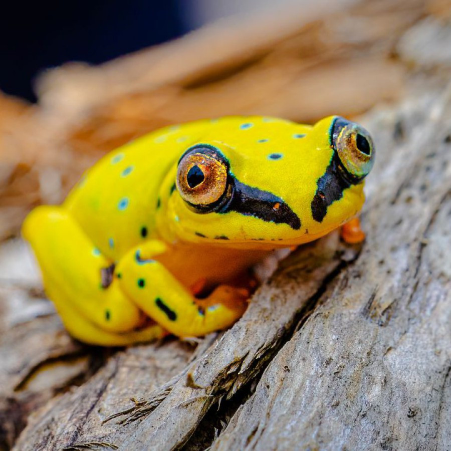 Heterixalus madagascariensis Parc Ranomafana