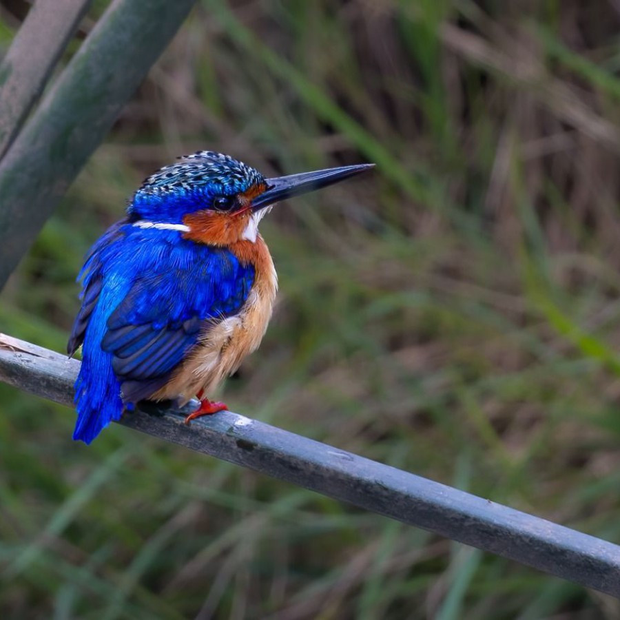 Martin-pêcheur vintsi Corythornis vintsioides de Madagascar