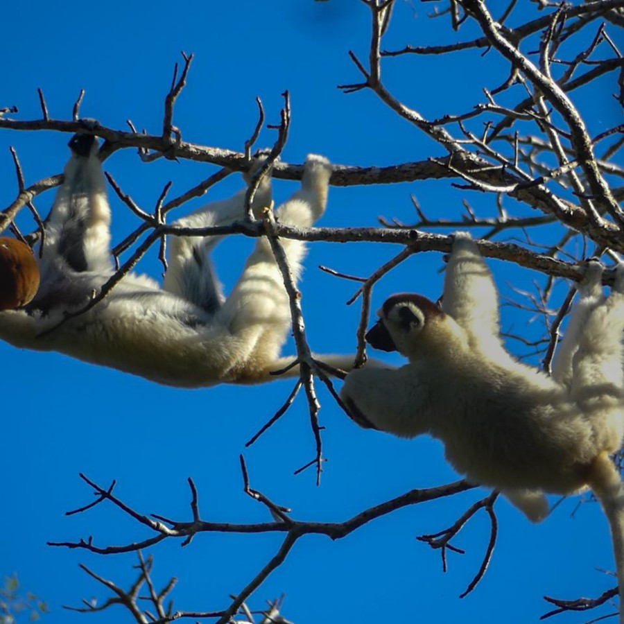 forêt  kirendy Propithecus verreauxi