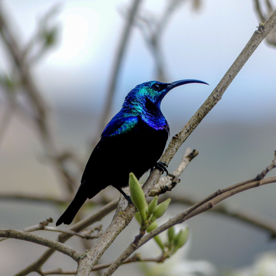 haute terre Soui Manga Sunbird