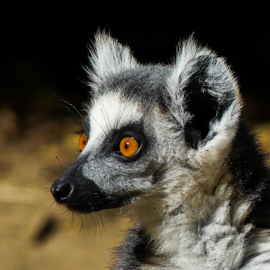 lemurs catta - Isalo  Madagscar National Parks