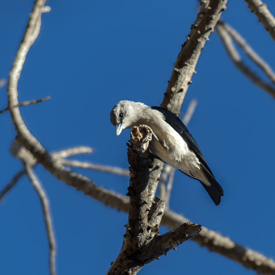 les Vangas de Madagascar