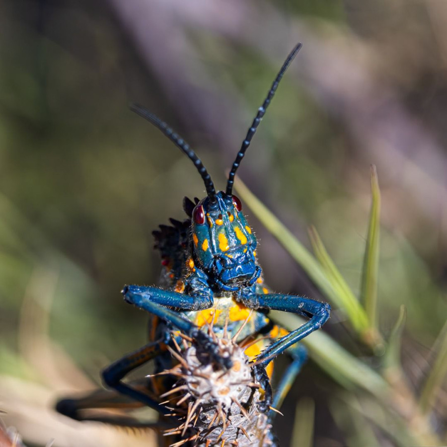 wild-madagascar-tour-baobab